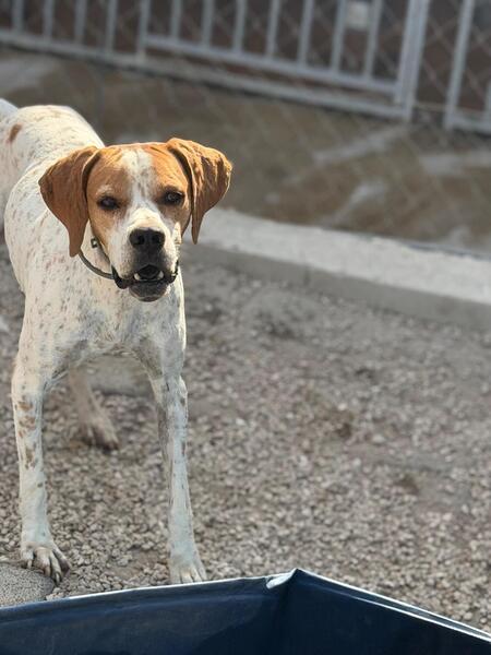Adopter Thor