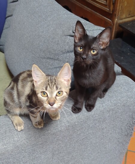 Adopter BLUE et BOBBY
