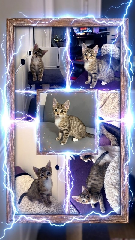 Adopter Taz