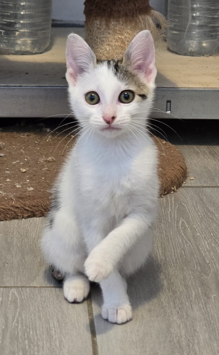 Adopter Brume