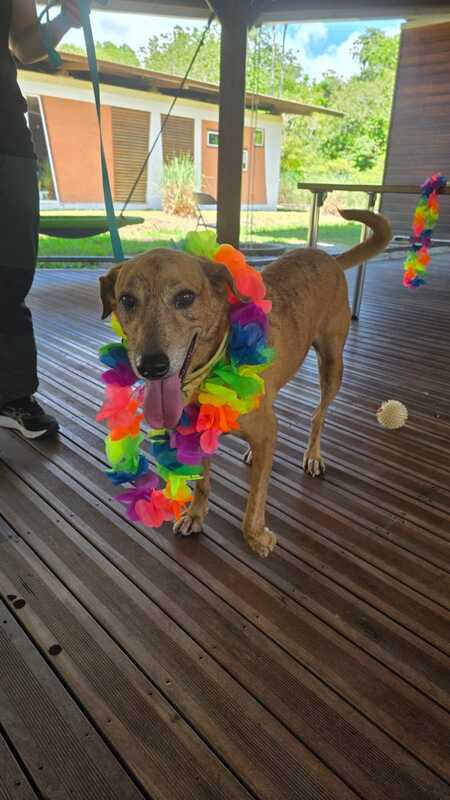 Adopter browny