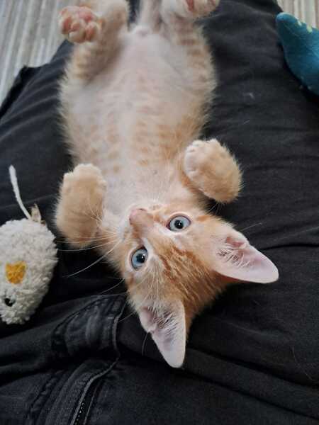Adopter Jupiter