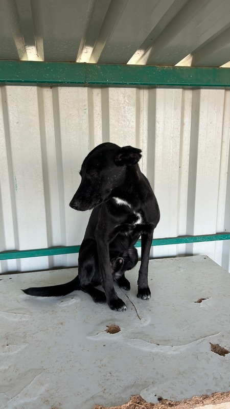 Adopter Negrut