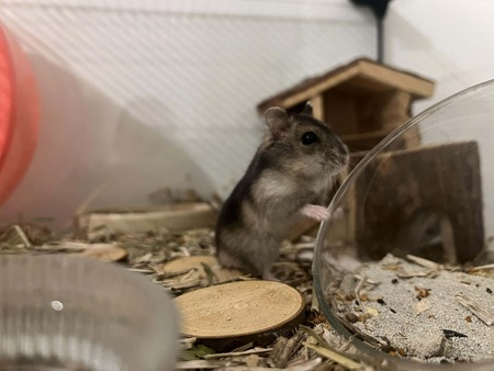 Adopter Marcel