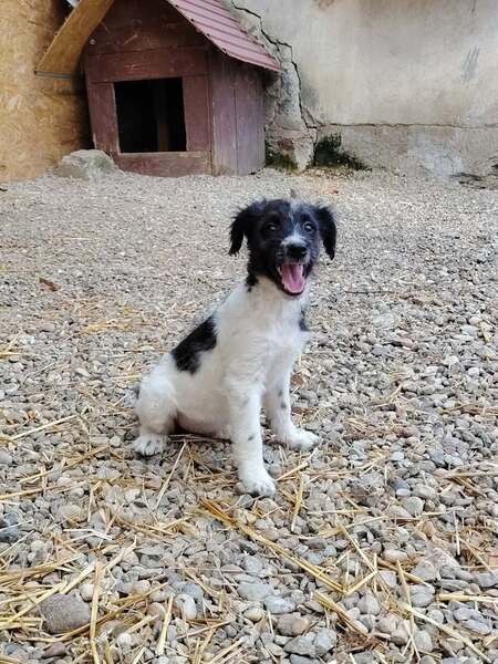 Adopter Crunchie