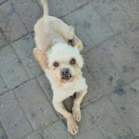 Adopter FIGO
