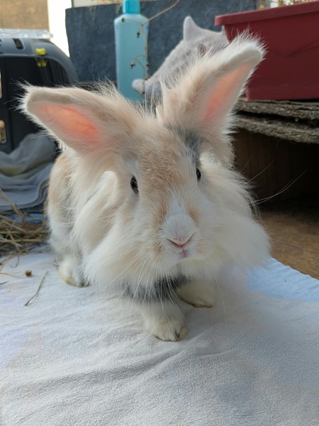 Adopter Lovely