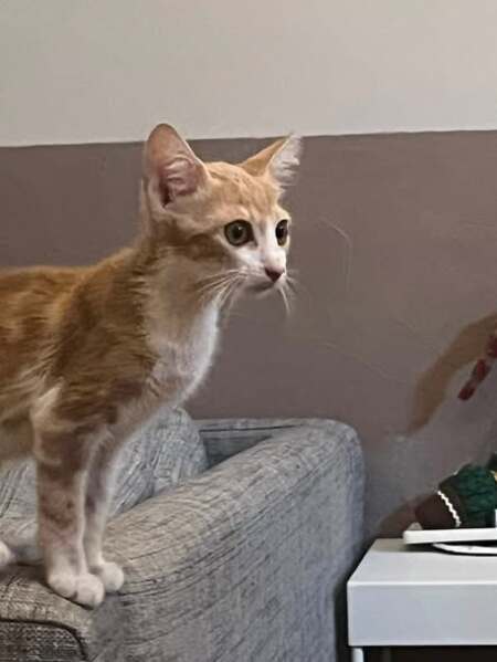 Adopter D'Artagnan