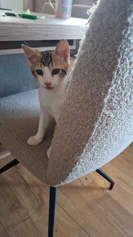 Adopter Pumba