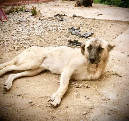 Adopter Frankie