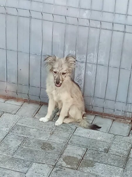 Adopter Bolivia