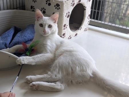 Adopter BIANCO