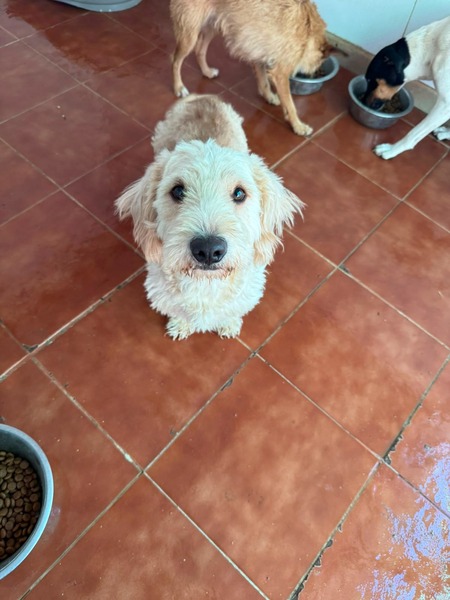 Adopter Pluto 