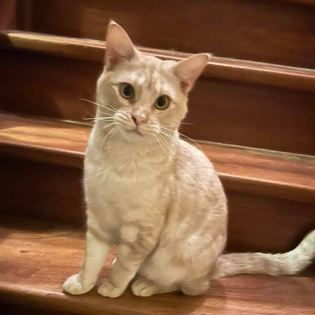 Adopter Wink