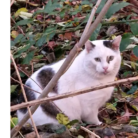 Adopter Chouchou