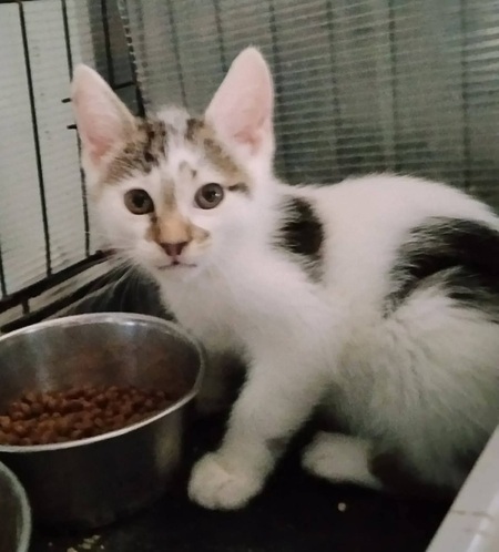 Adopter Truffo 