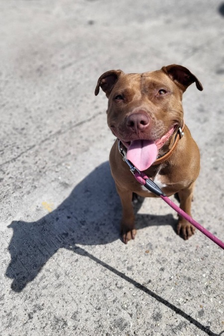 Adopter Brooklyn