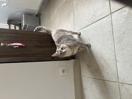 Adopter Shadé