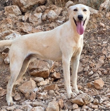 Adopter Finch
