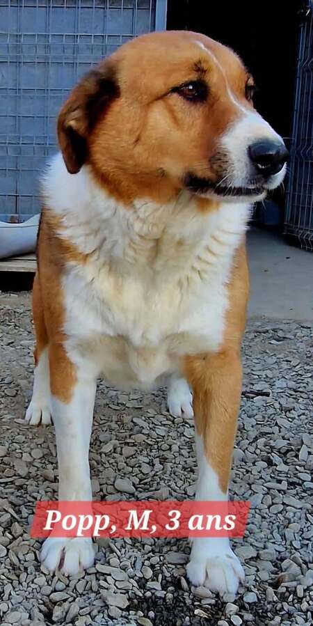 Adopter POPP