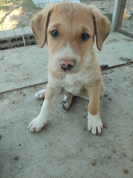 Adopter Chiots