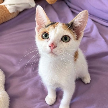 Adopter Isis