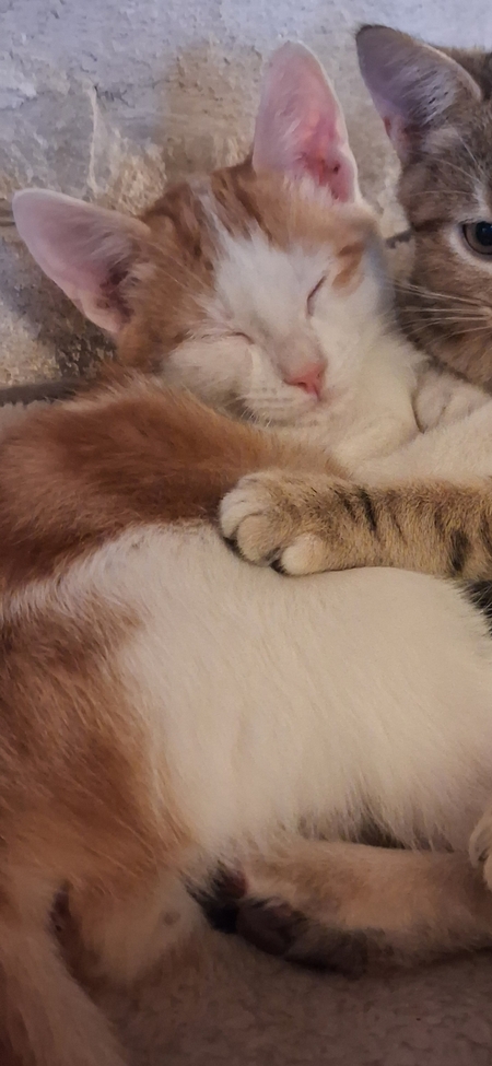 Adopter Gnocchi