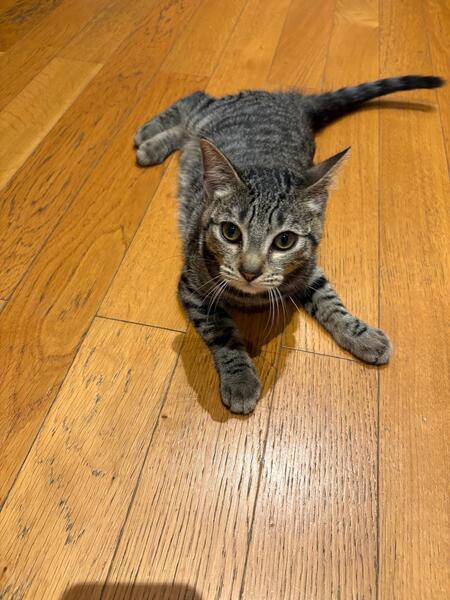 Adopter Birdie