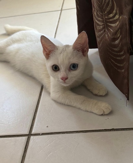 Adopter Iris