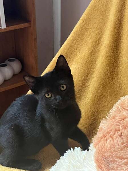 Adopter Bogota