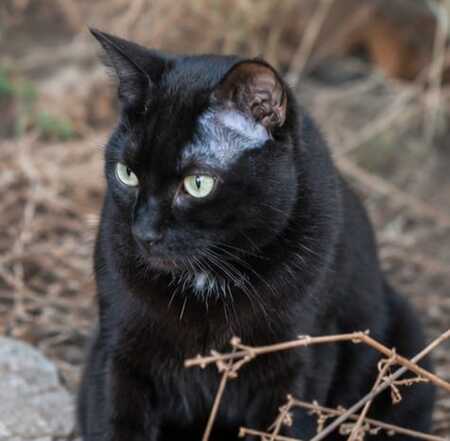 Adopter Jedï