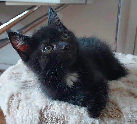 Adopter Gurvan 