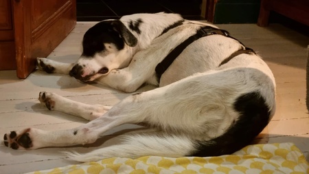 Adopter Tasha