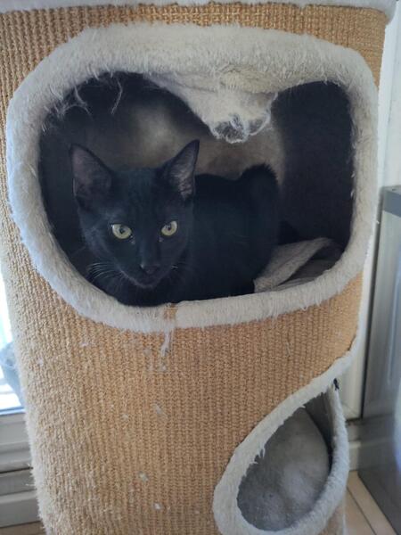 Adopter Dallas