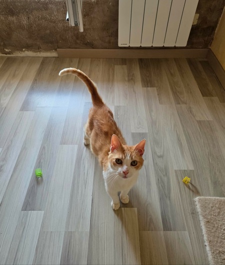 Adopter Stan