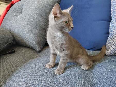 Adopter BOURBON