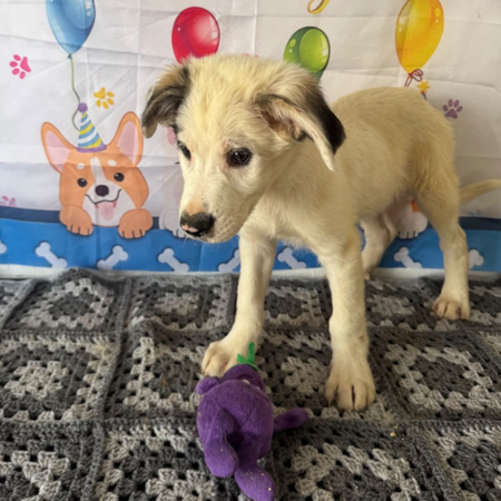 Adopter Cilaos