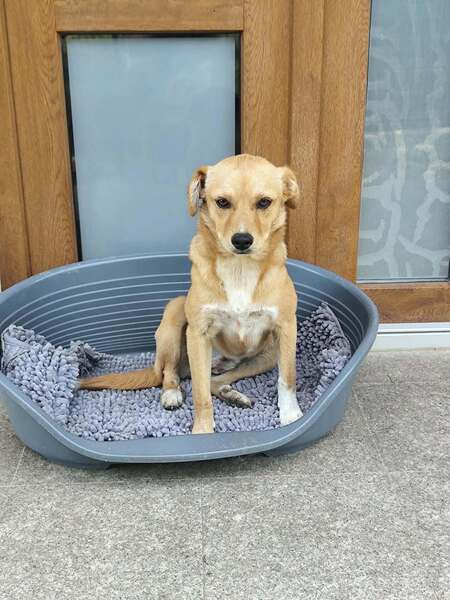 Adopter Jade