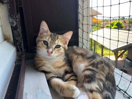 Adopter Hopper