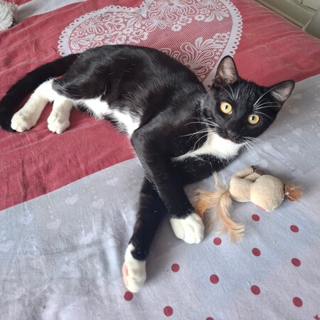 Adopter Biscuit