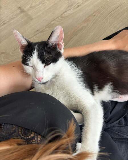 Adopter Buffy