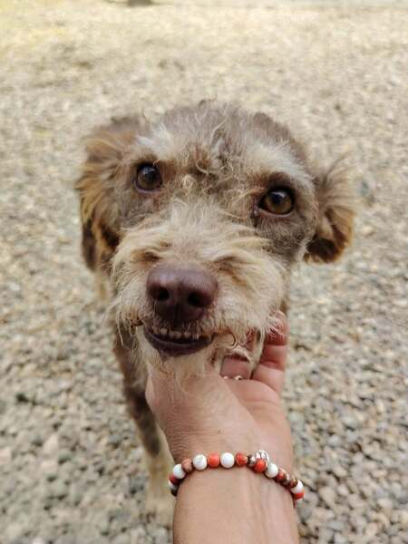 Adopter Laila