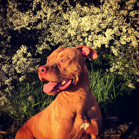 Adopter Marley