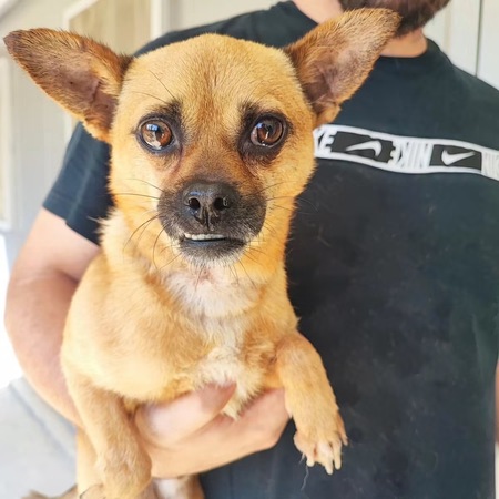 Adopter Lucas