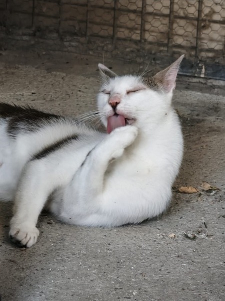 Adopter Gandhi