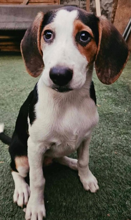 Adopter Celeste