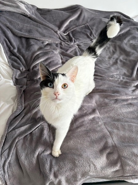 Adopter Snoppy