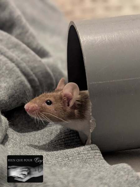 Adopter Pixel