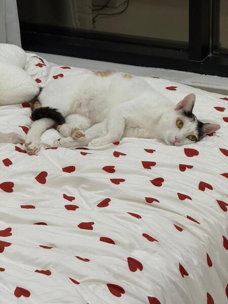 Adopter Lola
