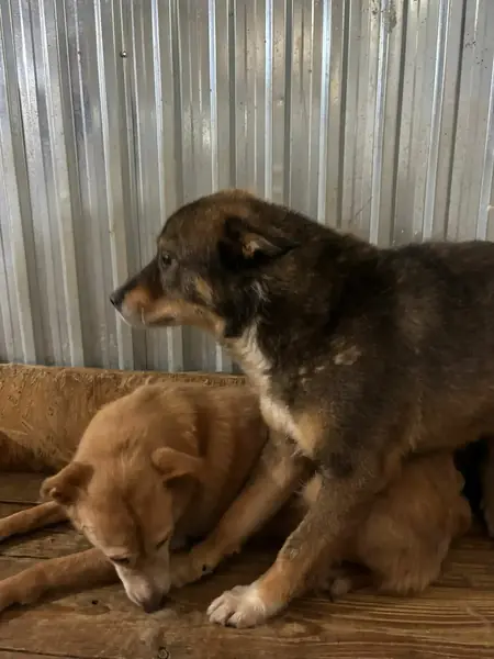 Adopter Zola